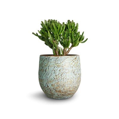Lasaki Gloria Flower deep Jungle Ceramic Pots