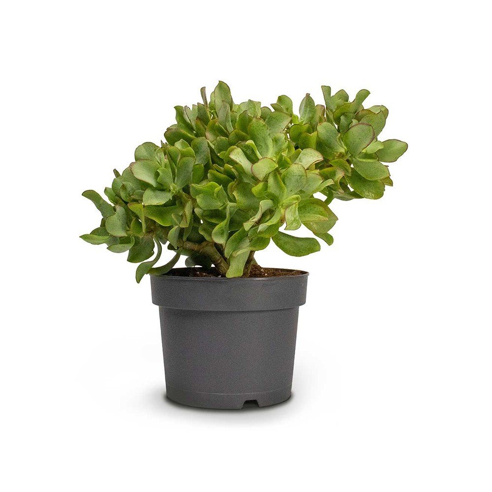 Bee Green Succulent Plant Crassula Ovata
