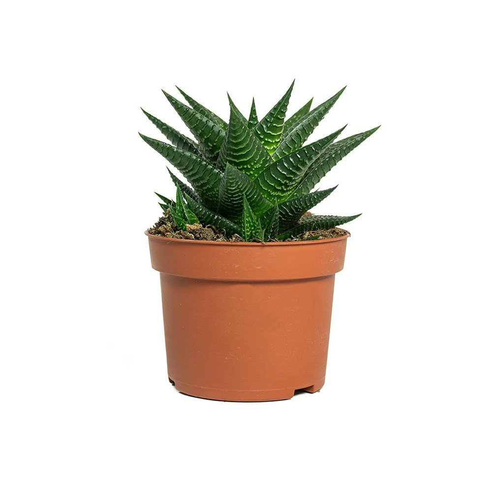 Posh Garden Haworthia Limifolia - Aloe Vera Plant