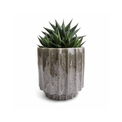 Posh Garden Haworthia Limifolia - Aloe Vera Plant