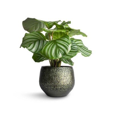 ExoticRarePlants Calathea Orbifolia Ornamental Rare Plant