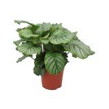ExoticRarePlants Calathea Orbifolia Ornamental Rare Plant