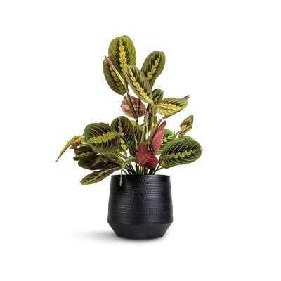 Thorsen's Greenhouse Red Prayer Plant
