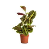 Thorsen's Greenhouse Red Prayer Plant