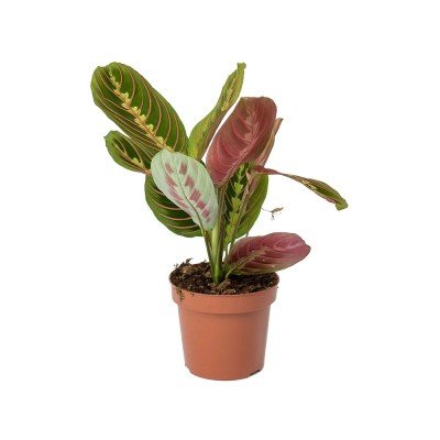 Thorsen's Greenhouse Red Prayer Plant