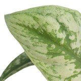 Royal Land Rare Indoor Plant Exotica Satin Money Plant