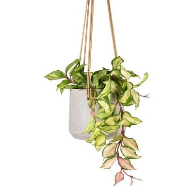 little jungle Hoya Krimson Princess Plant