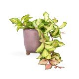 little jungle Hoya Krimson Princess Plant