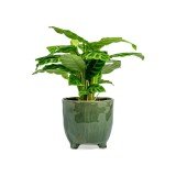 Sharpex Simple Dual Colour Flower Pot